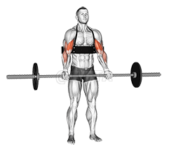 Barbell Biceps Curl demonstration