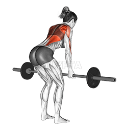 Barbell Reverse Grip Bent Over Row