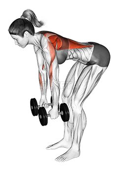 Dumbbell Bent Over Row demonstration