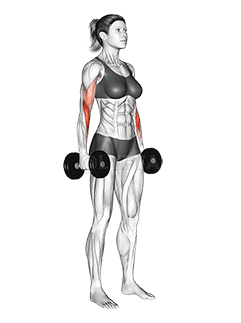 Dumbbell Hammer Curl demonstration