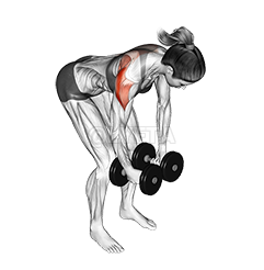 Dumbbell Rear Delt Fly 