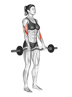 EZ Barbell Reverse Grip Curl demonstration