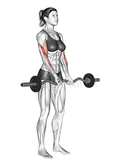 EZ Barbell Close grip Curl demonstration