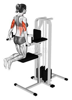 Assisted Triceps Dip demonstration