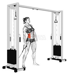Thumbnail for the video of exercise: Cable Side Bend