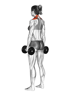 Dumbbell Shrug demonstration
