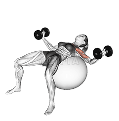 Dumbbell Fly on Exercise Ball demonstration