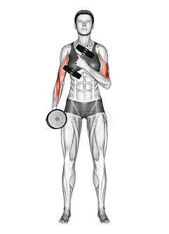 Dumbbell Cross Body Hammer Curl demonstration