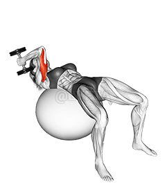 Thumbnail for the video of exercise: Dumbbell One Arm French Press on Exercise Ball