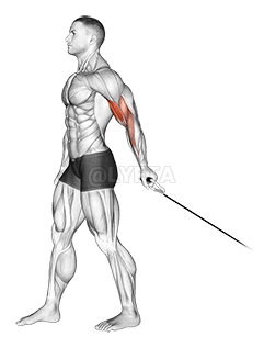 Cable One Arm Biceps Curl demonstration