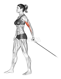 Cable One Arm Biceps Curl demonstration