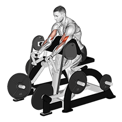 Lever Preacher Curl demonstration