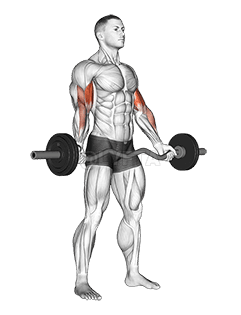 EZ-Barbell Standing Wide Grip Biceps Curl demonstration