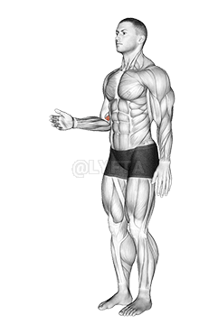 Forearm - Pronation - Articulations demonstration