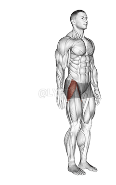 Hip - Abduction - Articulations demonstration