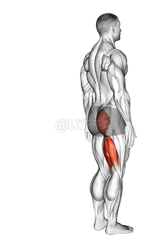 Hip - Extension - Articulations demonstration