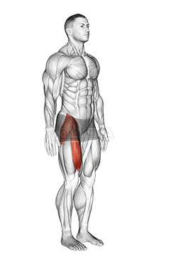 Hip - Flexion - Articulations demonstration