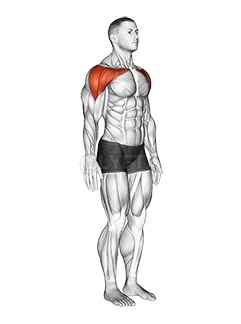 Shoulder - Abduction - Articulations demonstration