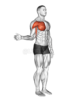 Shoulder - Medial Rotation demonstration