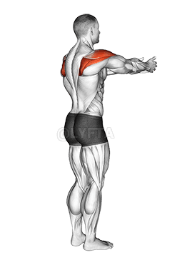 Shoulder - Transverse Abduction - Articulations demonstration