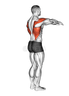 Shoulder - Transverse Extension - Articulations demonstration