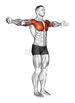 Shoulder - Transverse Flexion - Articulations demonstration