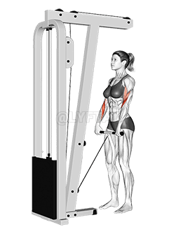 Cable Standing Reverse Grip Curl demonstration