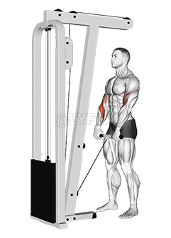 Cable Standing Reverse Grip Curl demonstration