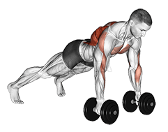 Dumbbell Renegade Row