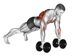 Dumbbell Renegade Row