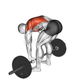 Barbell Pendlay Row