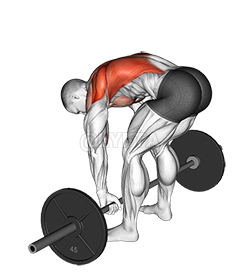 Image of Barbell Pendlay Row