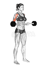 Barbell Drag Curl demonstration