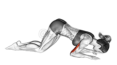 Bodyweight Kneeling Triceps Extension demonstration