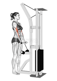 Cable Close Grip Curl