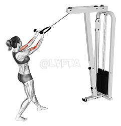Cable Standing Biceps Curl demonstration