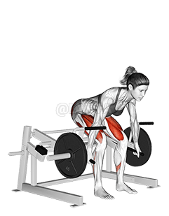 Thumbnail for the video of exercise: Peso muerto con palanca