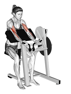 Lever Preacher Curl  demonstration