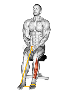 Thumbnail for the video of exercise: Resistance Band Foot Plantar Flexion