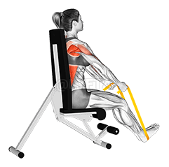 Thumbnail for the video of exercise: Resistance Band Seated Straight Back Row