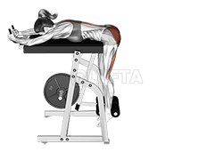 Lever Reverse Hyperextension demonstration