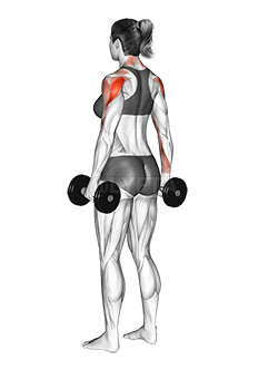 Dumbbell Rear Delt Raise demonstration