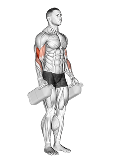 Thumbnail for the video of exercise: Curl de martillo de botella