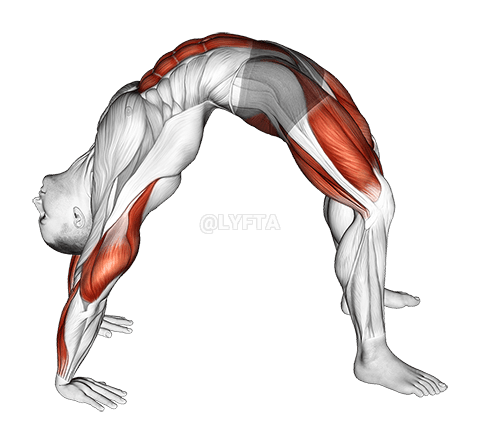 Thumbnail for the video of exercise: ブリッジポーズヨガストレッチ