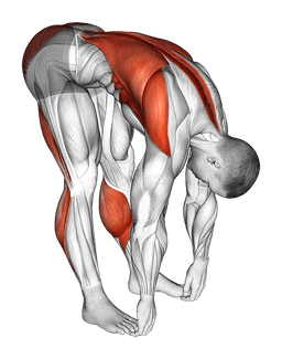 Standing Hamstrings and Back Stretch