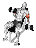 Dumbbell Incline Alternate Bicep Curl demonstration