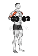 Dumbbell Drag Bicep Curl demonstration