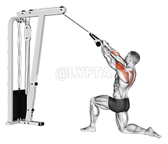 Cable Kneeling Rear Delt Row demonstration