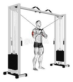 Разгибание трицепса стоя на тросе с высоким перекрестием demonstration