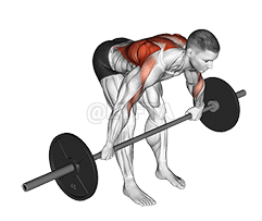 Barbell Bent Over Wide Grip Row demonstration